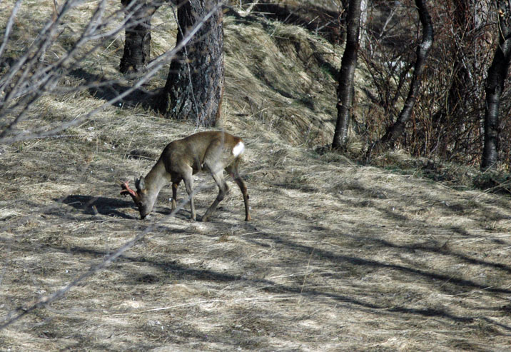 QUIZ:  INDOVINA L''UNGULATO!!! (per i non 